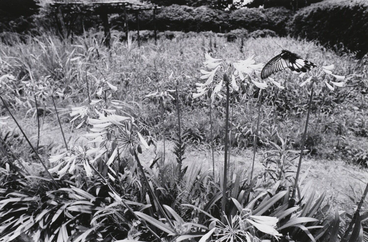 荒木経惟「センチメンタルな旅」より 1971 年 ゼラチン・シルバー・プリント ©Nobuyoshi Araki