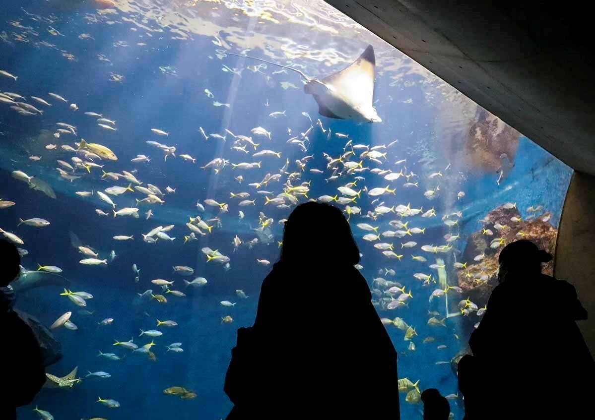 鴨川シーワールドで夜の水族館探検「ナイトアドベンチャー」立って眠るペンギンや水面で眠るイルカ＆シャチ｜写真2