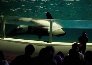 鴨川シーワールドで夜の水族館探検「ナイトアドベンチャー」立って眠るペンギンや水面で眠るイルカ＆シャチ｜写真1