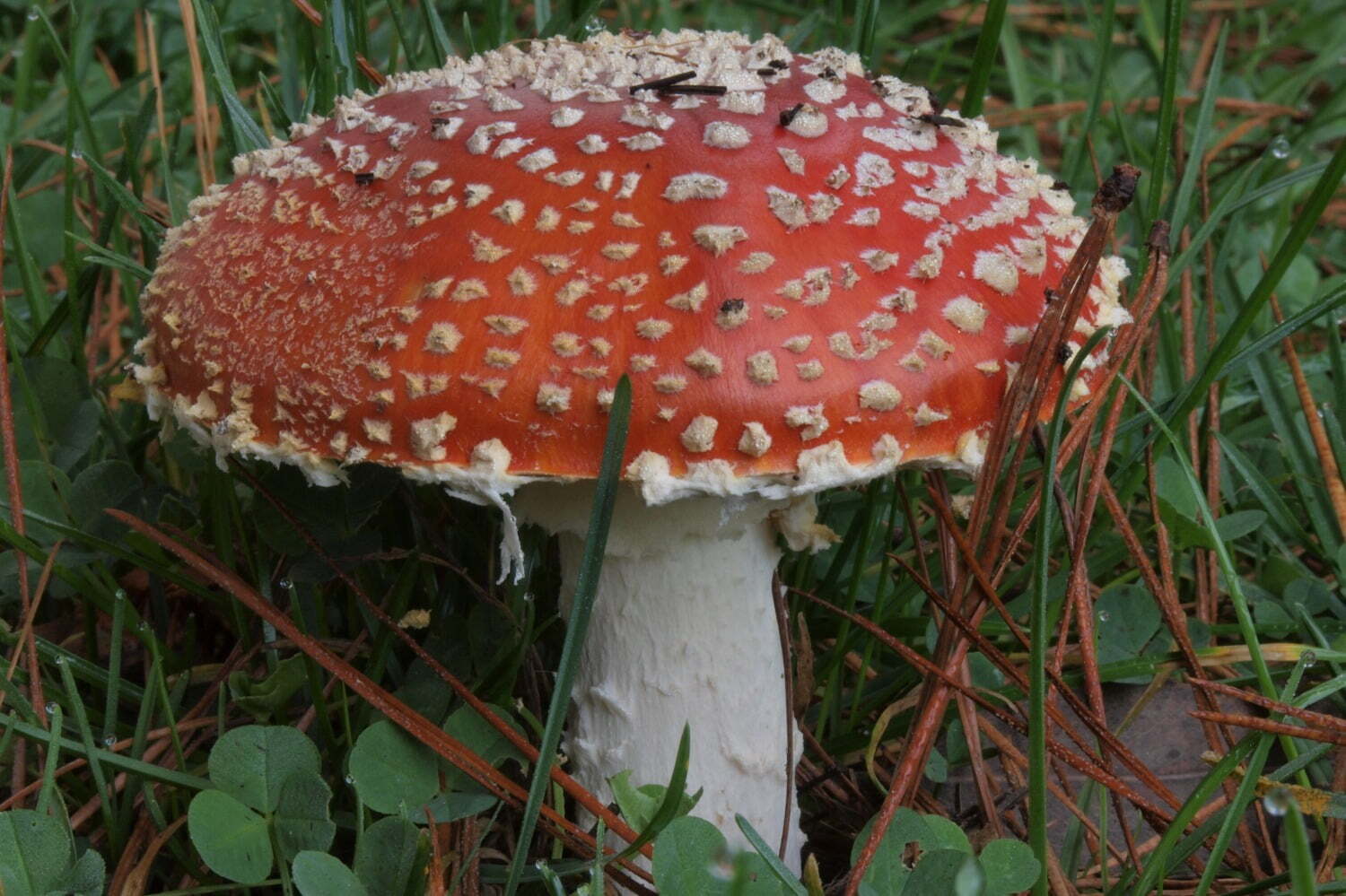 国立科学博物館「毒」