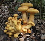 特別展「毒」国立科学博物館で - 有毒生物や人工毒などあらゆる“毒”を探求、標本資料など約250点｜写真6