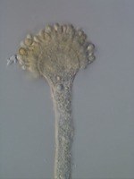 特別展「毒」国立科学博物館で - 有毒生物や人工毒などあらゆる“毒”を探求、標本資料など約250点｜写真8