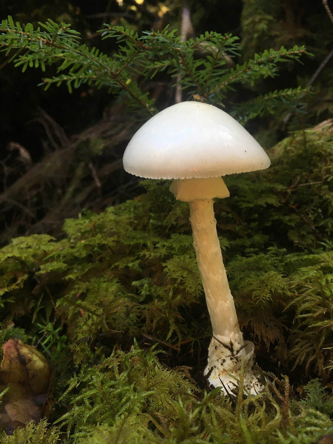 特別展「毒」国立科学博物館で - 有毒生物や人工毒などあらゆる“毒”を探求、標本資料など約250点｜写真4