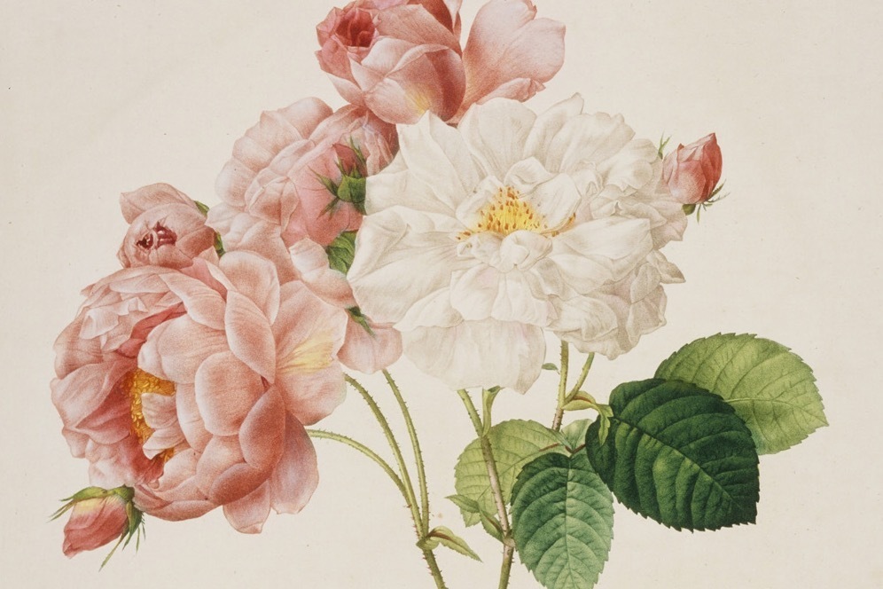 美術館｜企画展「うるわしき薔薇」群馬県立近代美術館で、ルドゥーテの版画や石内都の写真から“バラの魅力”を紹介