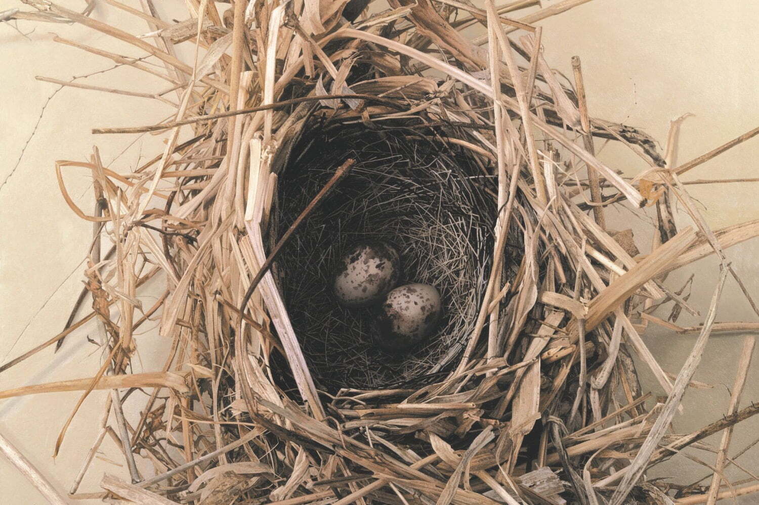 画家・野田弘志の展覧会が山口県立美術館で -「在る」ことを突き詰める独自のリアリズム絵画の展開を紹介