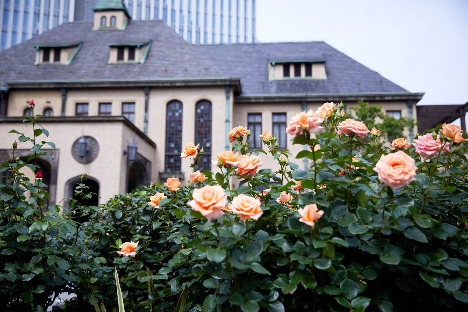 KIOI ROSE GARDEN
(過去開催の様子)