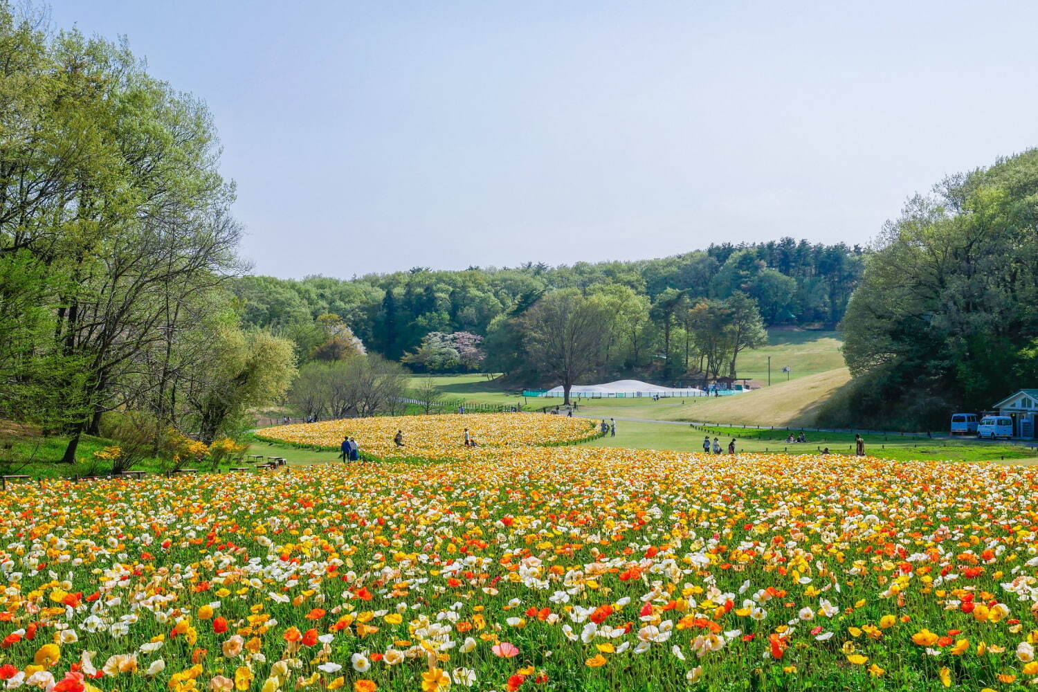 アイスランドポピー(国営武蔵丘陵森林公園)※2022年4月12日撮影