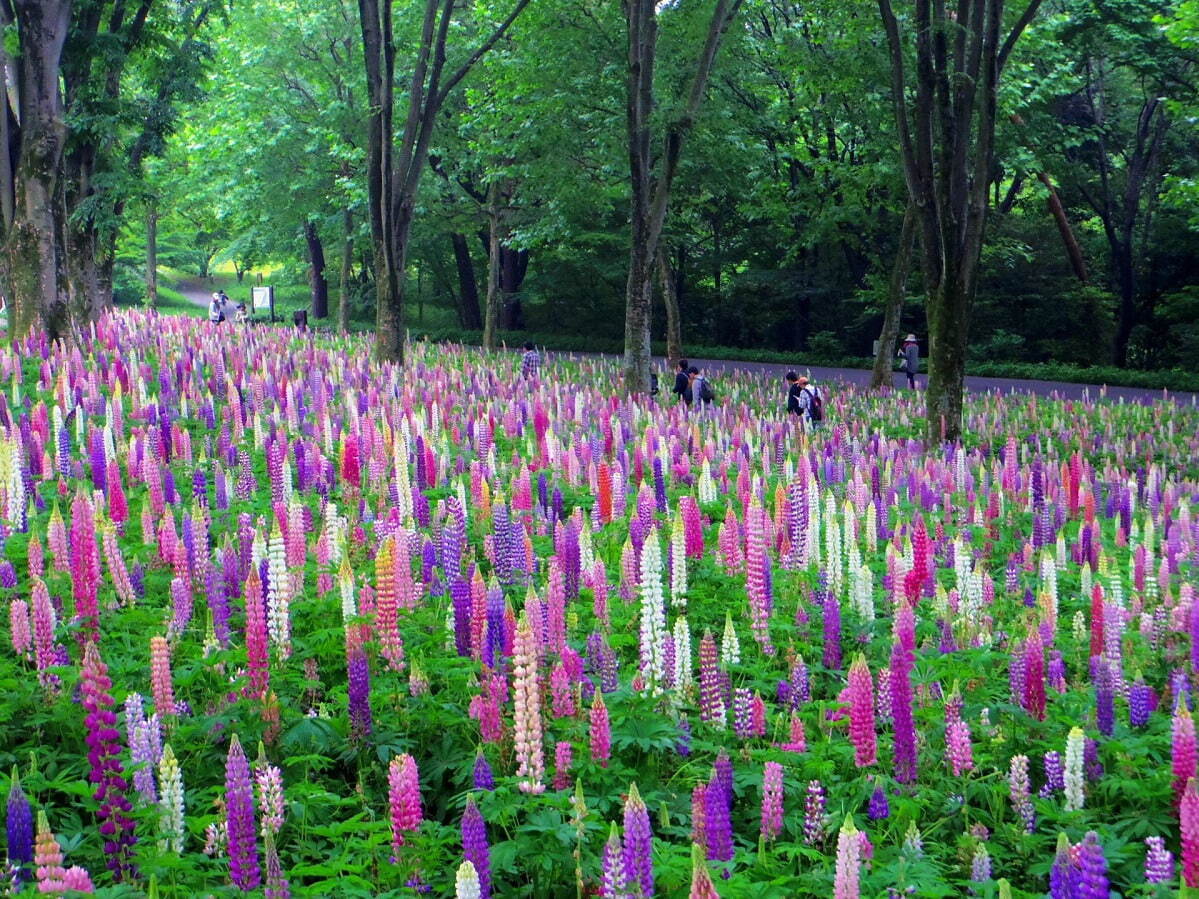 埼玉・国営武蔵丘陵森林公園、ビタミンカラーの「アイスランドポピー」が約70万本咲く花畑｜写真12