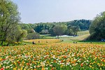 埼玉・国営武蔵丘陵森林公園、ビタミンカラーの「アイスランドポピー」が約70万本咲く花畑