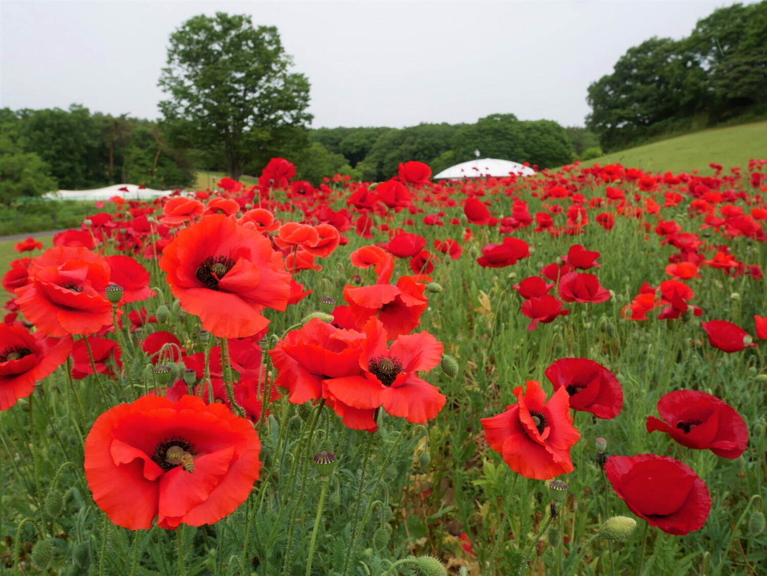 埼玉・国営武蔵丘陵森林公園、ビタミンカラーの「アイスランドポピー」が約70万本咲く花畑｜写真8