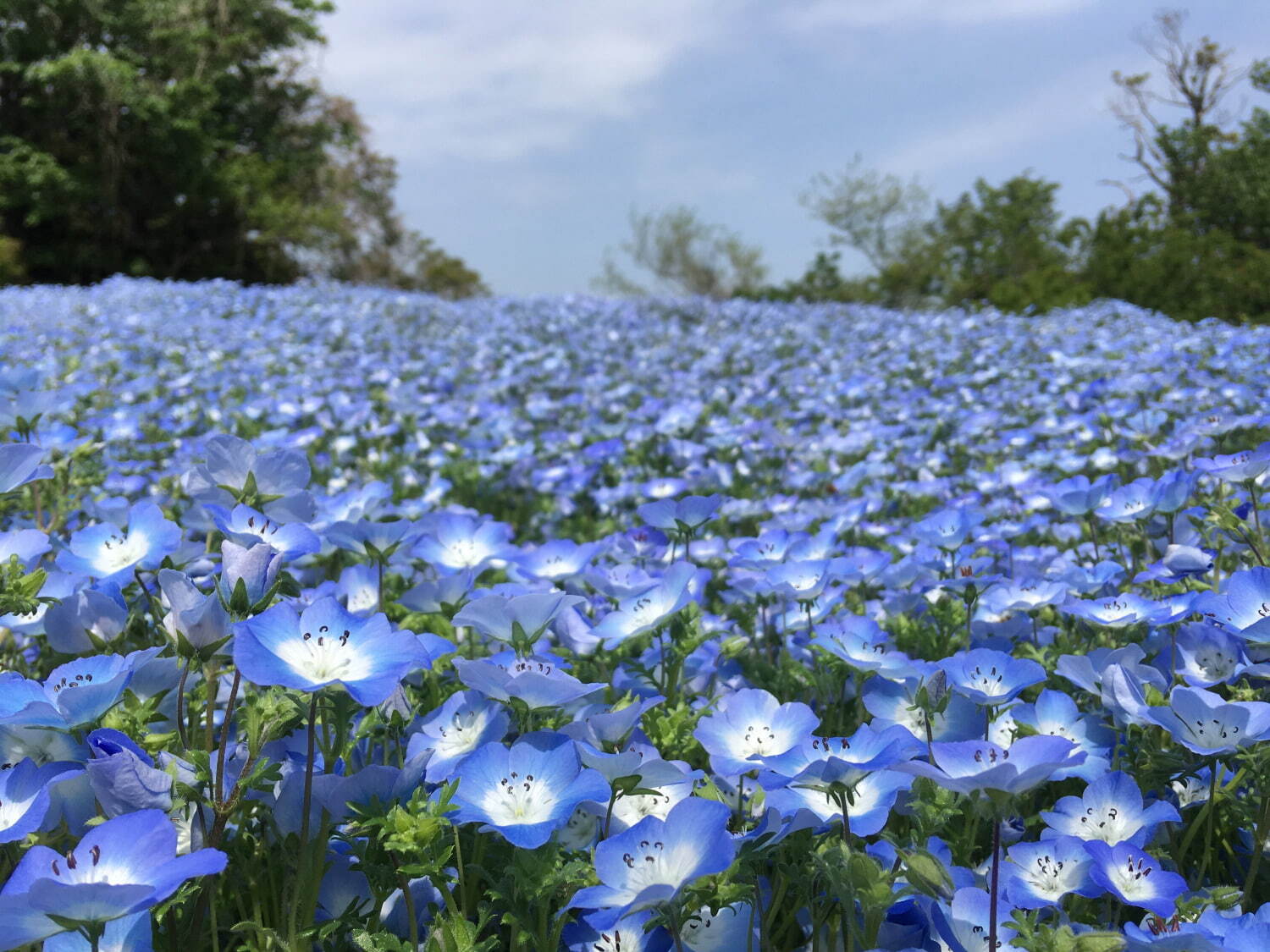 横須賀市くりはま花の国「ポピー・ネモフィラまつり」約100万本のポピー＆ブルーの花畑を入園無料で｜写真9