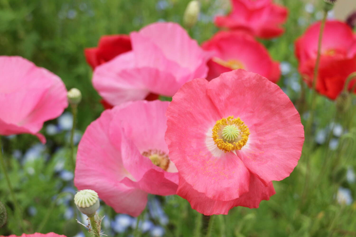 横須賀市くりはま花の国「ポピー・ネモフィラまつり」約100万本のポピー＆ブルーの花畑を入園無料で｜写真3