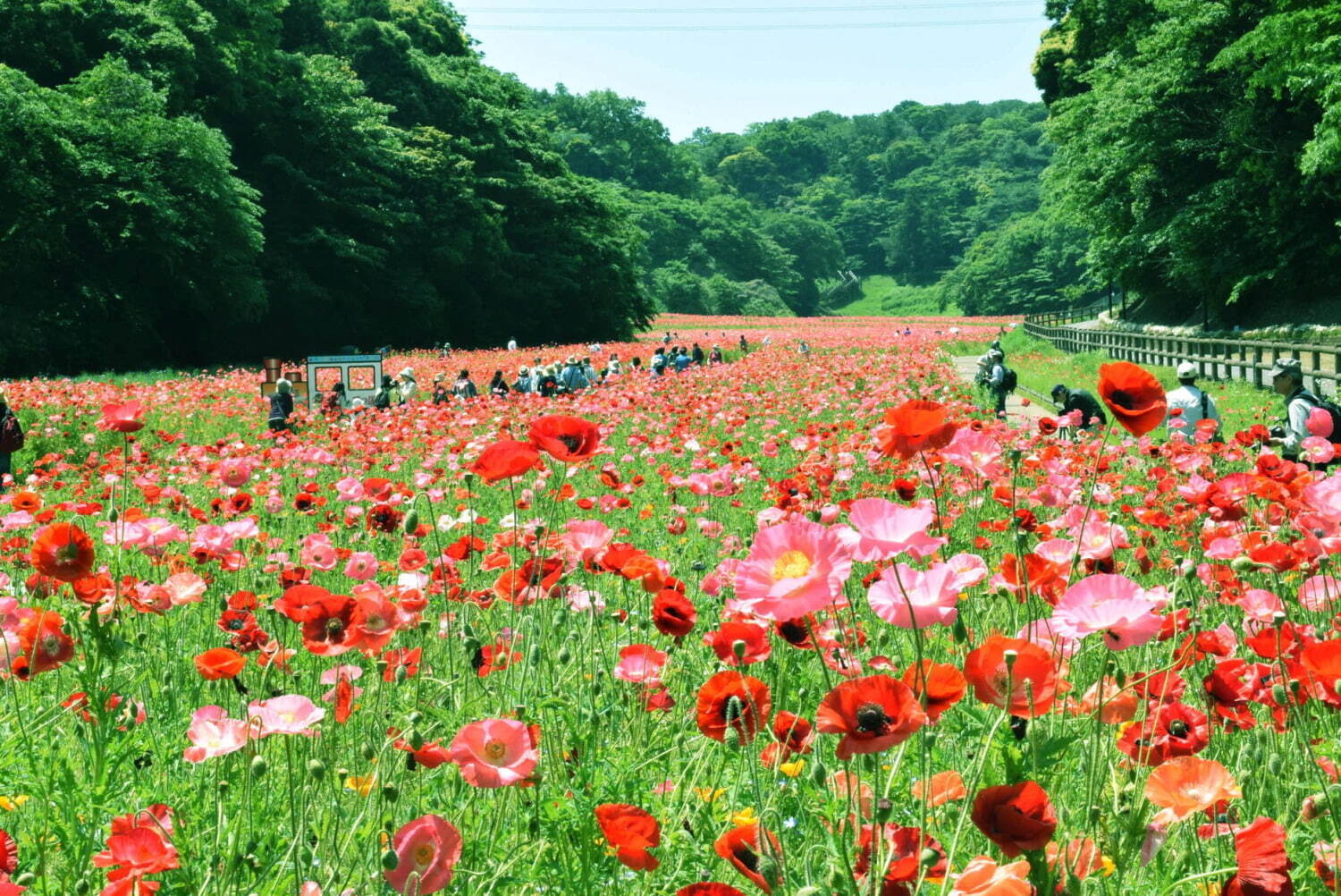 横須賀市くりはま花の国「ポピー・ネモフィラまつり」約100万本のポピー＆ブルーの花畑を入園無料で｜写真2