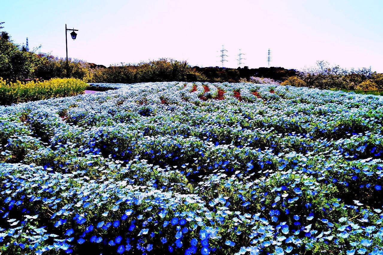 横須賀市くりはま花の国「ポピー・ネモフィラまつり」約100万本のポピー＆ブルーの花畑を入園無料で｜写真7