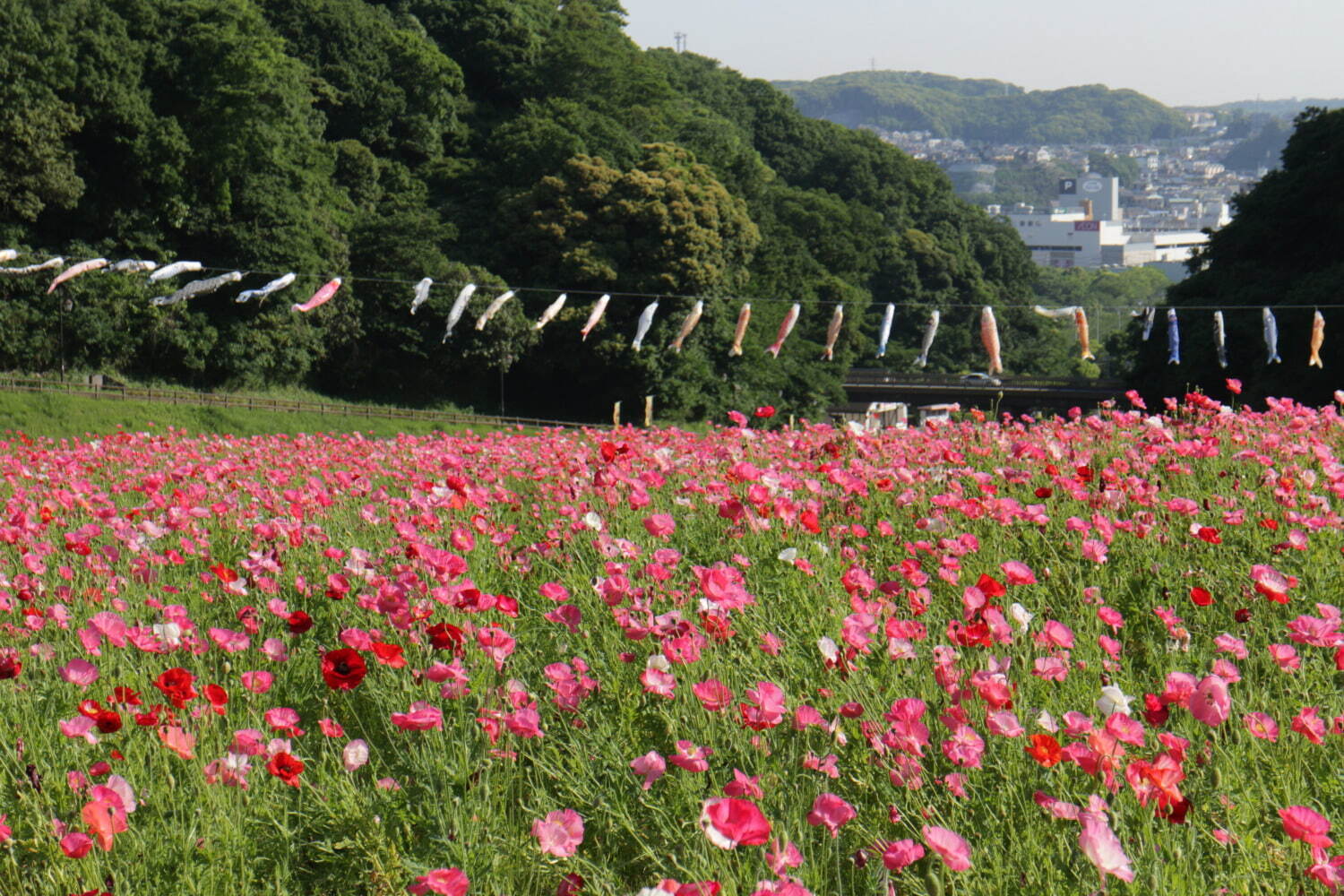 横須賀市くりはま花の国「ポピー・ネモフィラまつり」約100万本のポピー＆ブルーの花畑を入園無料で｜写真12