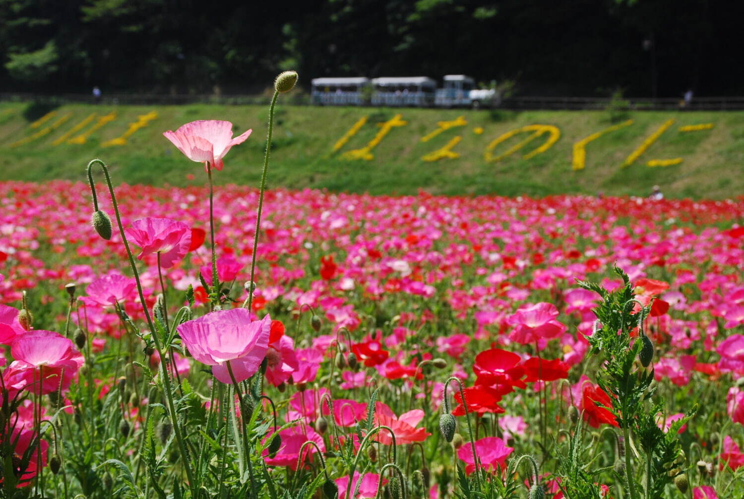 横須賀市くりはま花の国「ポピー・ネモフィラまつり」約100万本のポピー＆ブルーの花畑を入園無料で｜写真1