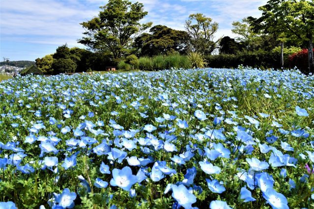 横須賀市くりはま花の国「ポピー・ネモフィラまつり」約100万本のポピー＆ブルーの花畑を入園無料で｜写真8
