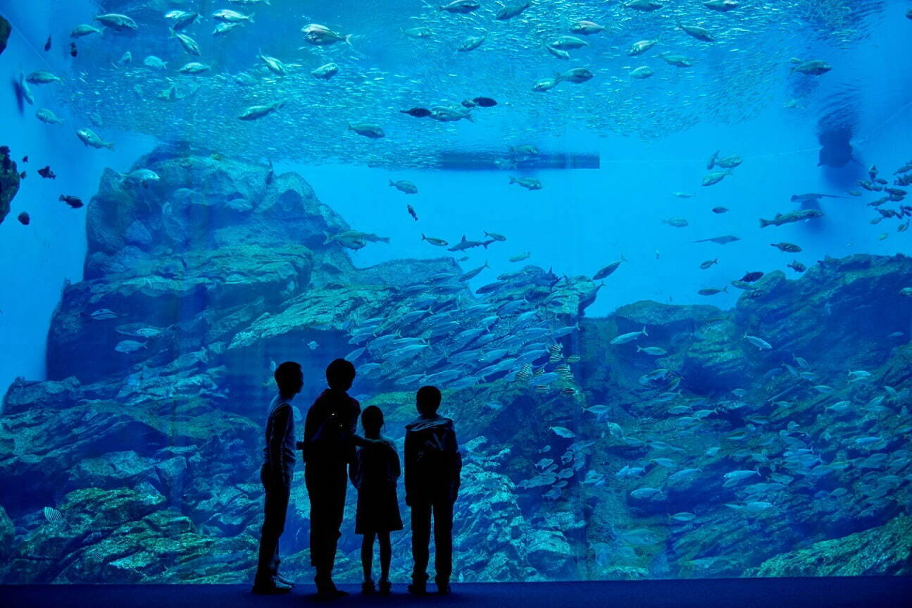 仙台うみの杜水族館“イワシ×音楽”のパフォーマンスがリニューアル、2.5万尾の群れが縦横無尽に泳ぐ｜写真3