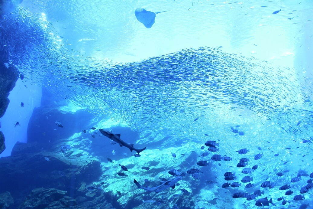 仙台うみの杜水族館“イワシ×音楽”のパフォーマンスがリニューアル、2.5万尾の群れが縦横無尽に泳ぐ｜写真2