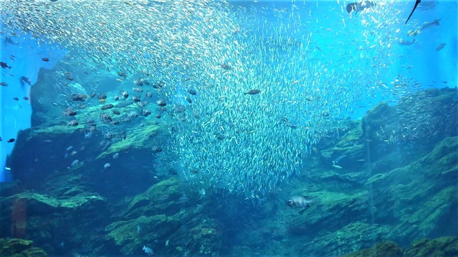 仙台うみの杜水族館“イワシ×音楽”のパフォーマンスがリニューアル、2.5万尾の群れが縦横無尽に泳ぐ｜写真4