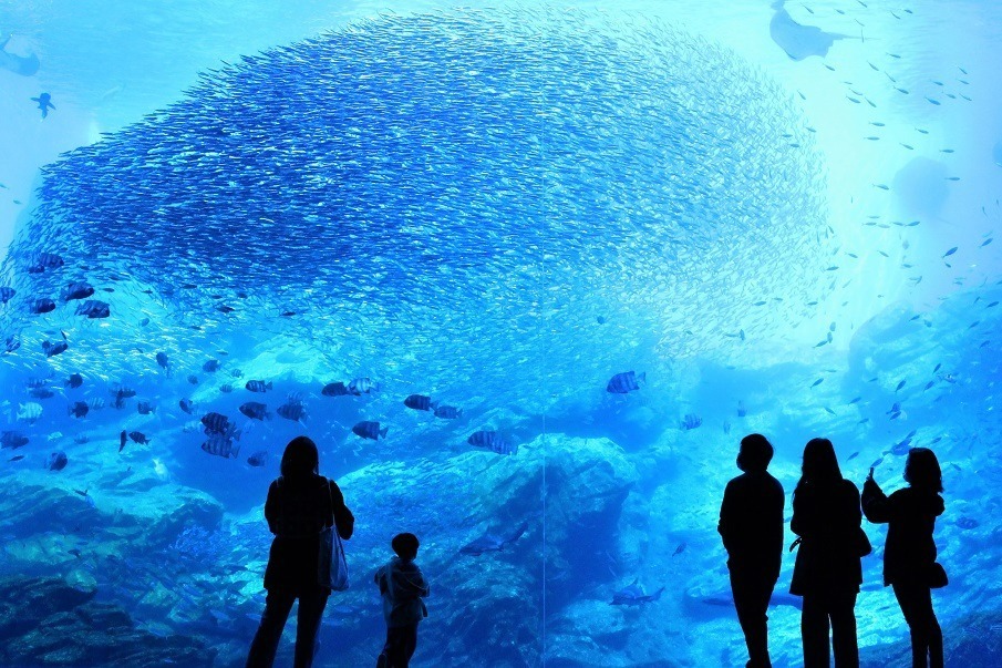 仙台うみの杜水族館“イワシ×音楽”のパフォーマンスがリニューアル、2.5万尾の群れが縦横無尽に泳ぐ｜写真1