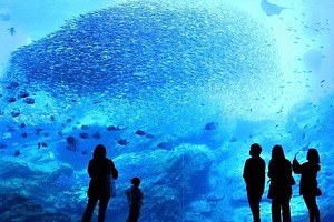 仙台うみの杜水族館“イワシ×音楽”のパフォーマンスがリニューアル、2.5万尾の群れが縦横無尽に泳ぐ
