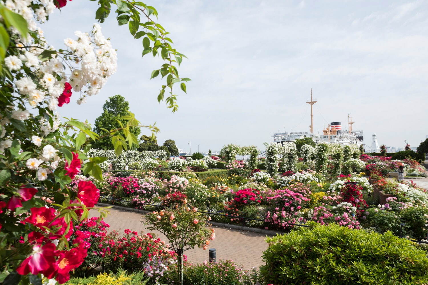 「横浜ローズウィーク」山下公園など市内各所に咲く、約2,200品種9,000株のバラ｜写真1