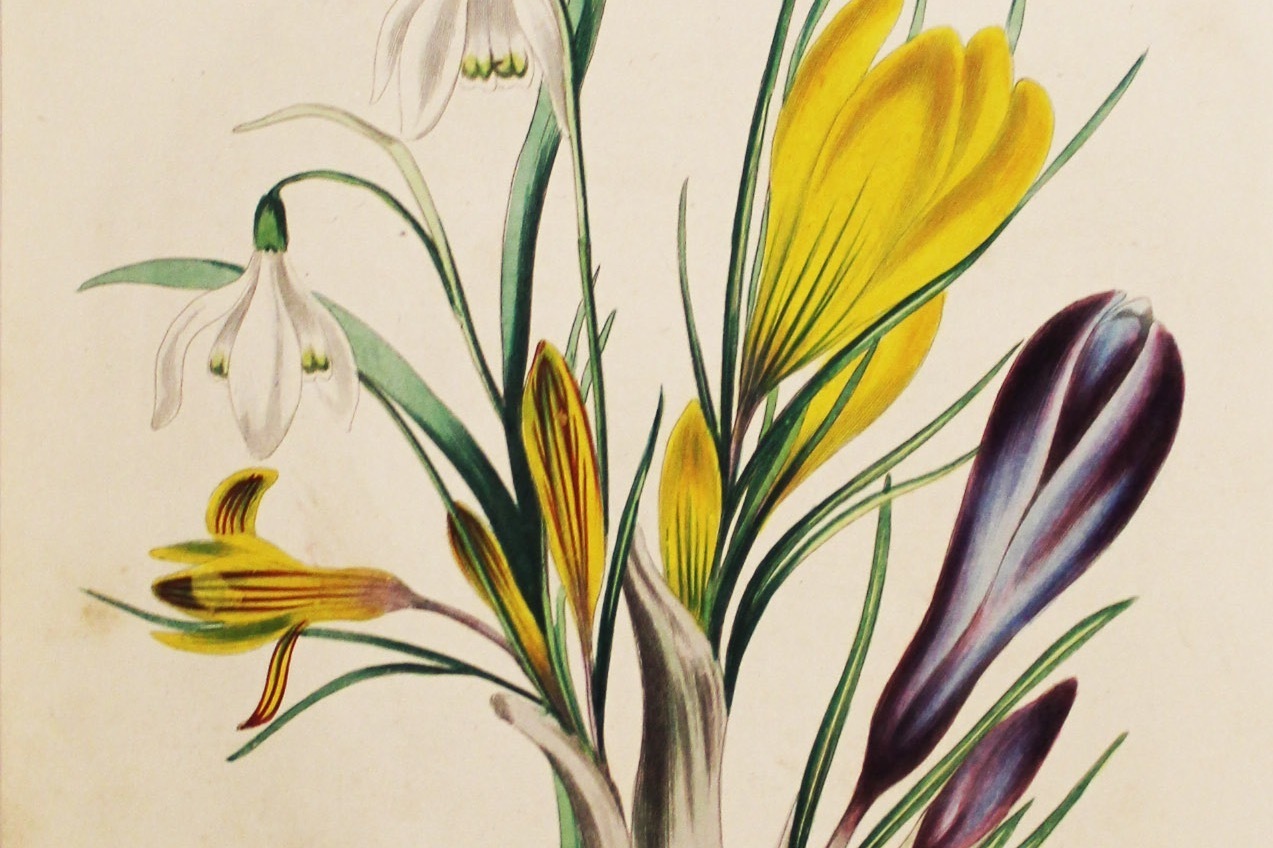 芸術家｜企画展「花を愛する人の物語」高知県立文学館で、バーネット『秘密の花園』に着目して花にまつわる作品を紹介