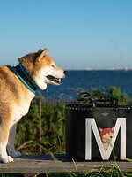 ヴァレンティノ“愛するペット”イラストのウェアやバッグを作れるオーダーサービス、銀座店でイベントも｜写真10