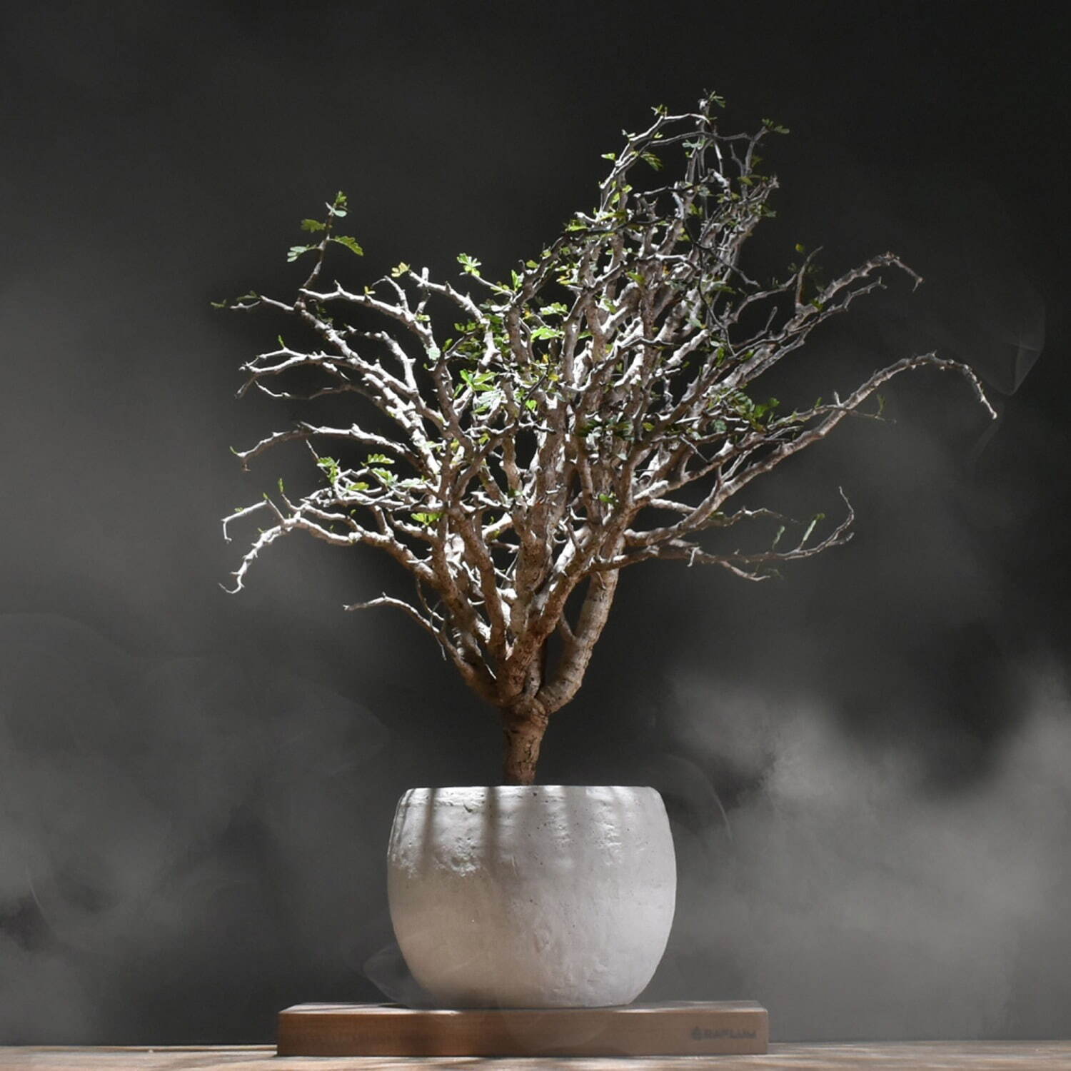 原宿の植物ショップ「ラフラム」人気の塊根植物＆陶芸家共作の