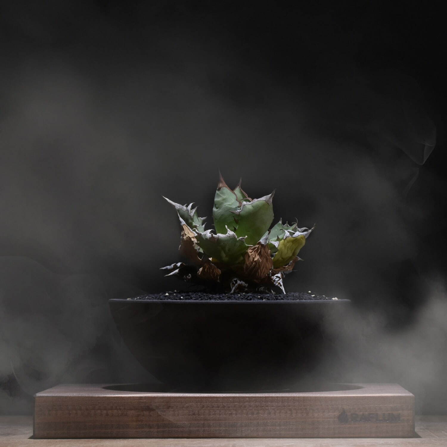 原宿の植物ショップ「ラフラム」人気の塊根植物＆陶芸家共作の植木鉢が集結、阪急メンズ東京で限定イベント｜写真3