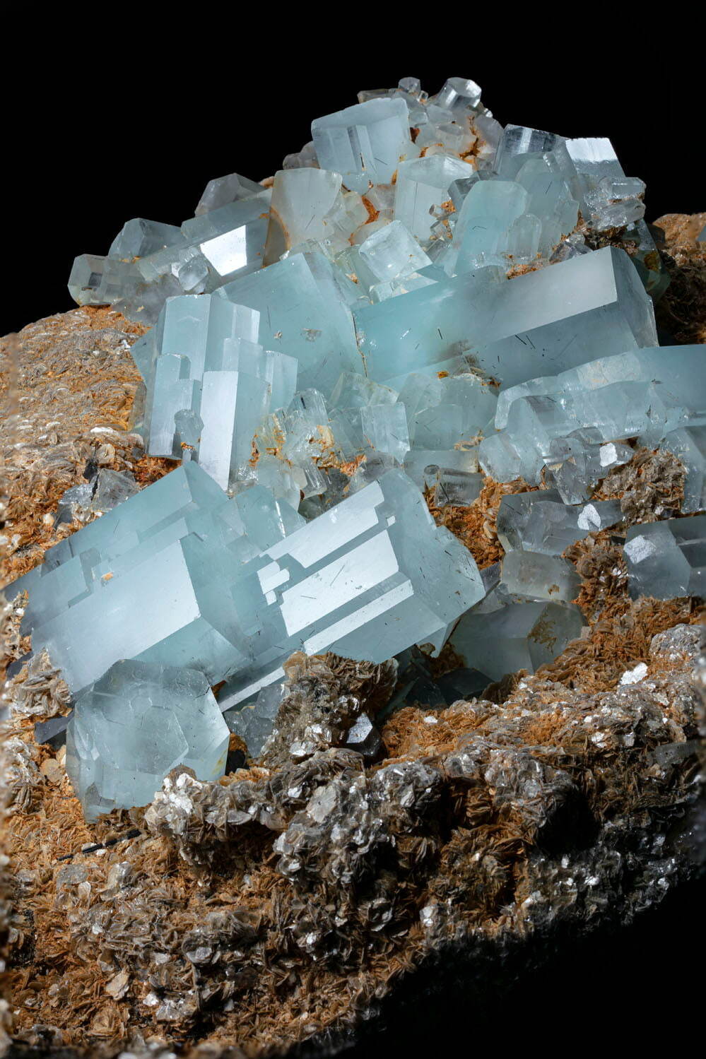 アクアマリン ミュージアムパーク 茨城県自然博物館所蔵