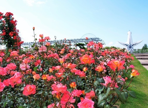 大阪 万博記念公園 ローズフェスタ 約250品種2400株のバラが咲くイベント 薔薇のアーチも ファッションプレス
