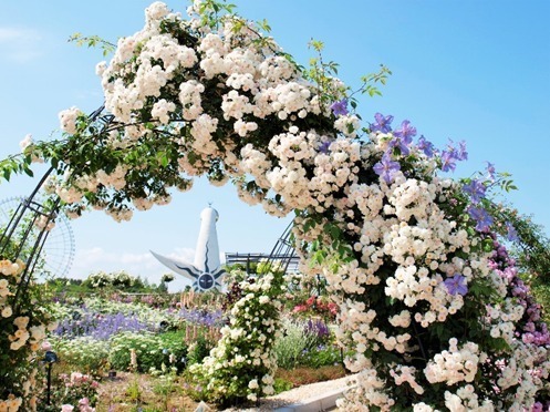大阪 万博記念公園 ローズフェスタ 約250品種2400株のバラが咲くイベント 薔薇のアーチも ファッションプレス