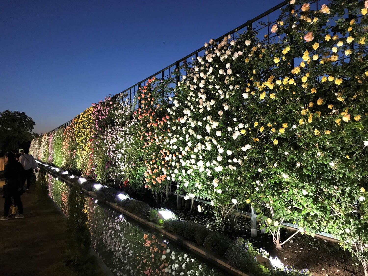 あしかがフラワーパーク春のバラまつり、500種2,500株のバラが見頃に-夜間限定ライトアップも｜写真14