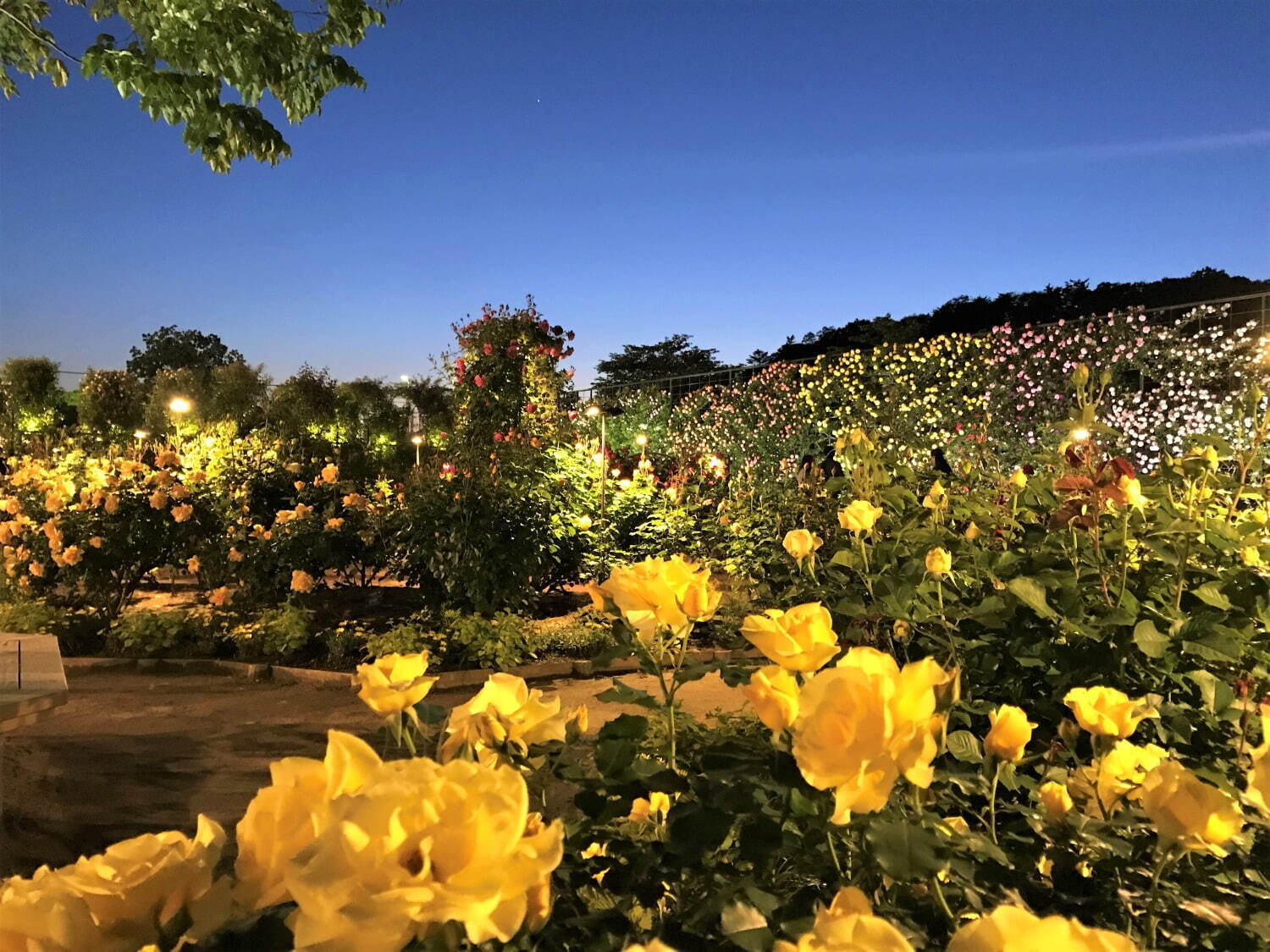 あしかがフラワーパーク春のバラまつり、500種2,500株のバラが見頃に-夜間限定ライトアップも｜写真15