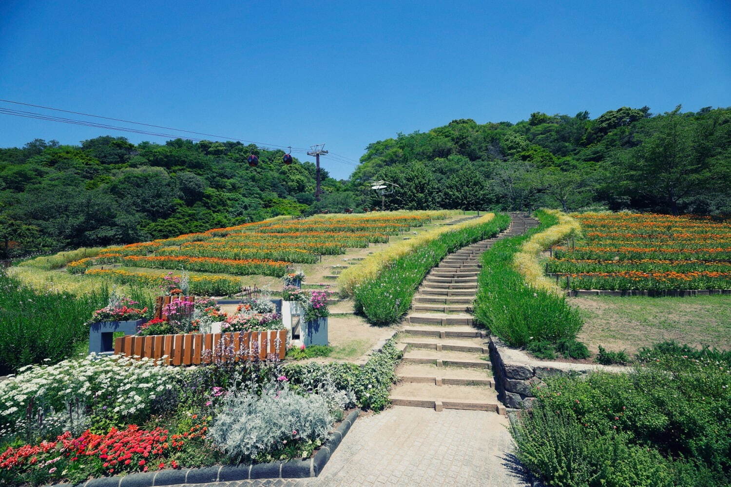 “カモミールの花”広がる「春の収穫祭」神戸布引ハーブ園／ロープウェイで、花摘み体験＆ハーブの花束作り｜写真7