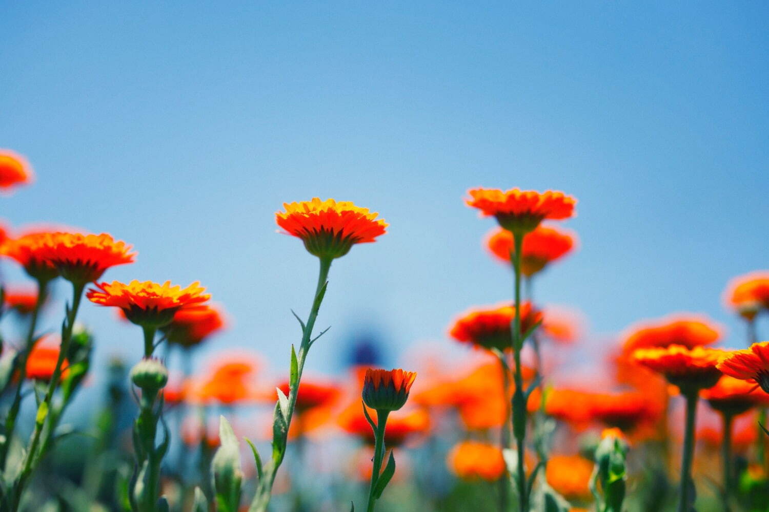 “カモミールの花”広がる「春の収穫祭」神戸布引ハーブ園／ロープウェイで、花摘み体験＆ハーブの花束作り｜写真6
