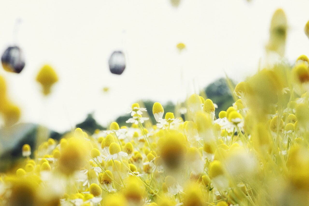 “カモミールの花”広がる「春の収穫祭」神戸布引ハーブ園／ロープウェイで、花摘み体験＆ハーブの花束作り｜写真11