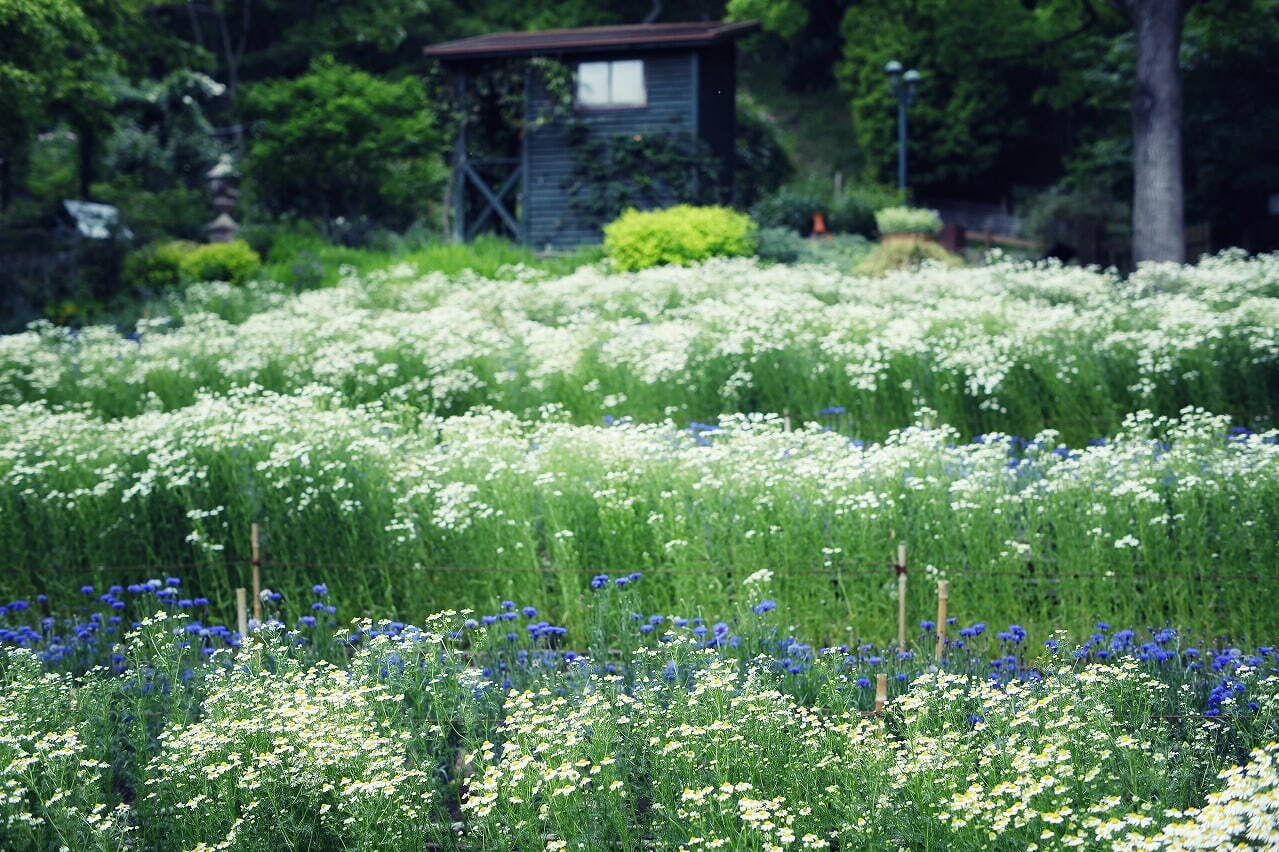 “カモミールの花”広がる「春の収穫祭」神戸布引ハーブ園／ロープウェイで、花摘み体験＆ハーブの花束作り｜写真9