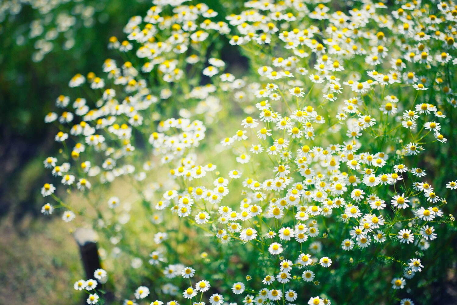 写真15 15 カモミールの花 広がる 春の収穫祭 神戸布引ハーブ園 ロープウェイで 花摘み体験 ハーブの花束作り ファッションプレス