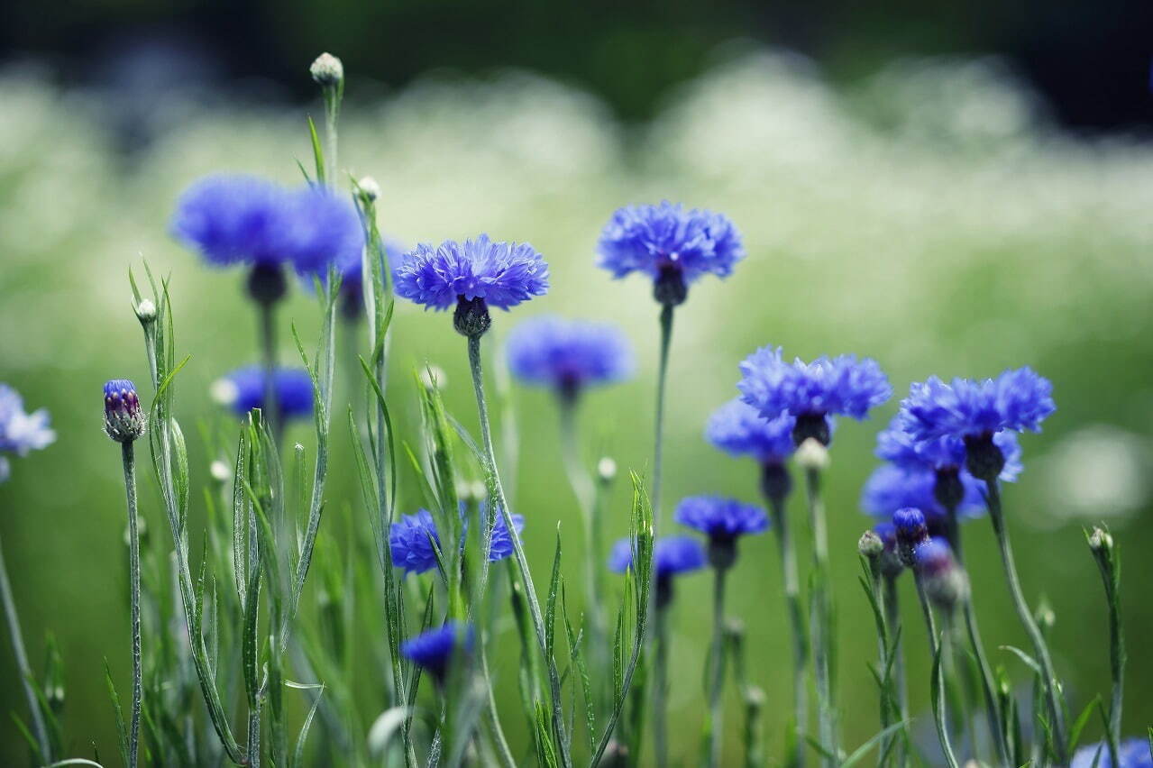 “カモミールの花”広がる「春の収穫祭」神戸布引ハーブ園／ロープウェイで、花摘み体験＆ハーブの花束作り｜写真10