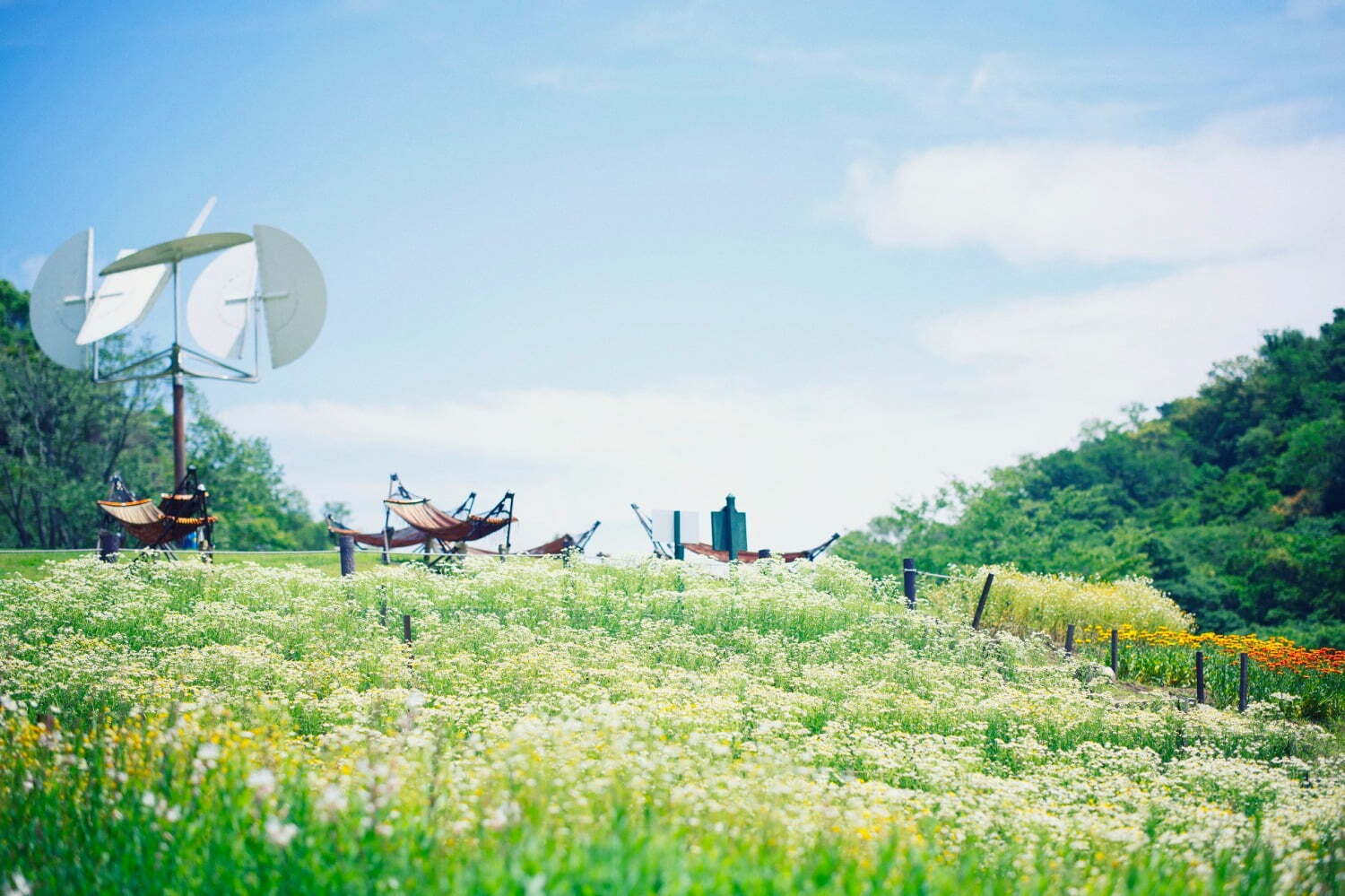 カモミール｜“カモミールの花”広がる「春の収穫祭」神戸布引ハーブ園／ロープウェイで、花摘み体験＆ハーブの花束作り
