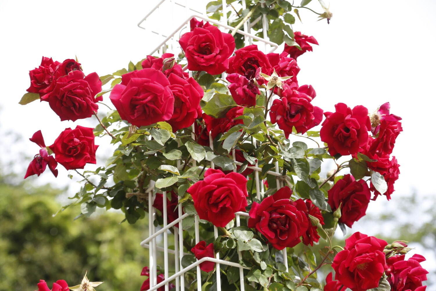 生田緑地ばら苑“秘密の花園”ローズガーデン、約800種・約3,300株のバラが咲き誇る｜写真4