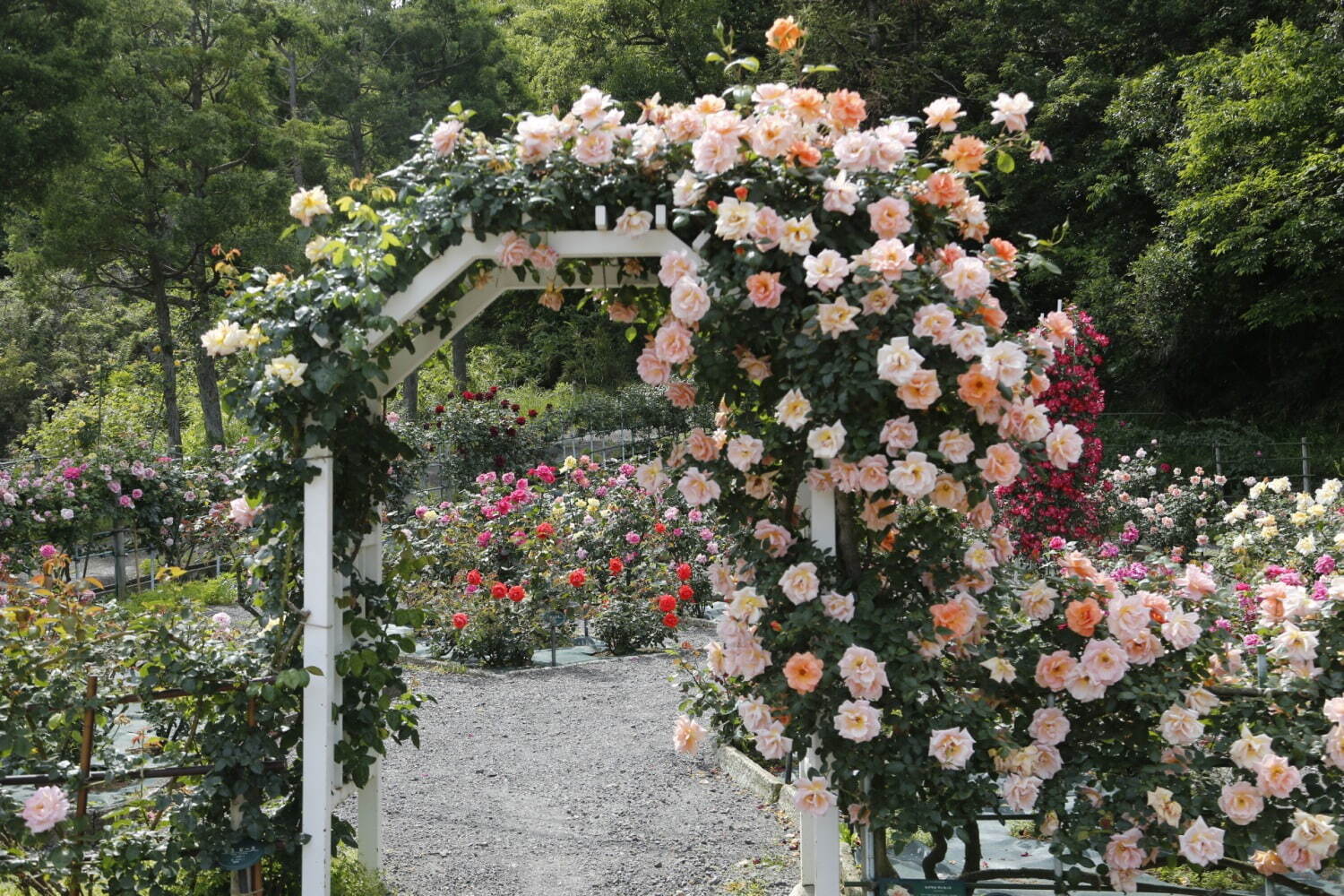 生田緑地ばら苑“秘密の花園”ローズガーデン、約800種・約3,300株のバラが咲き誇る｜写真3