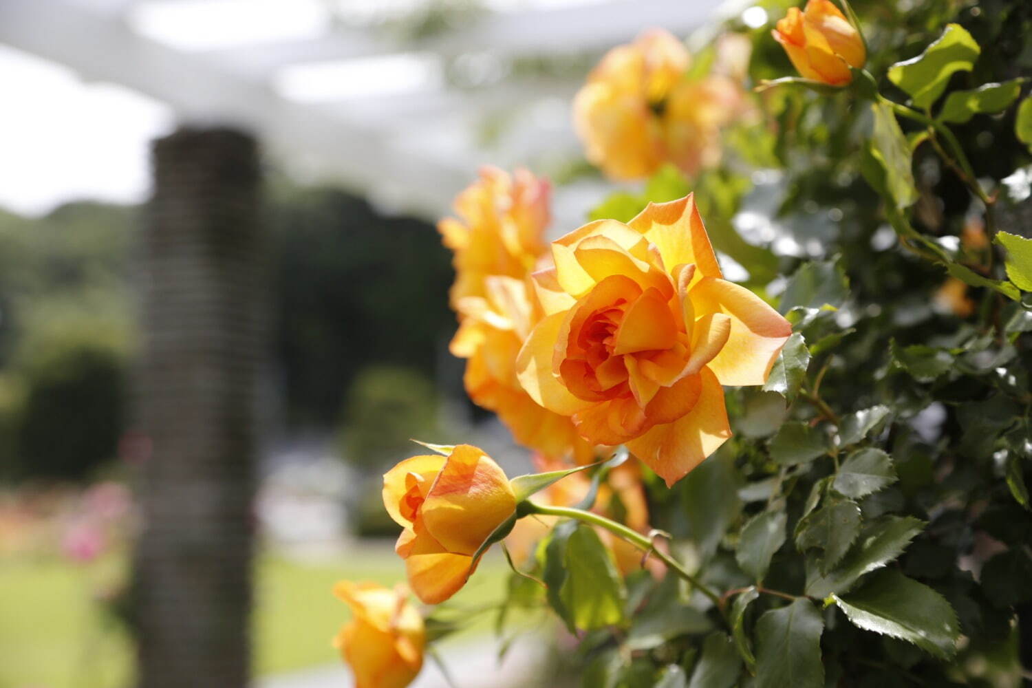 生田緑地ばら苑“秘密の花園”ローズガーデン、約800種・約3,300株のバラが咲き誇る｜写真2