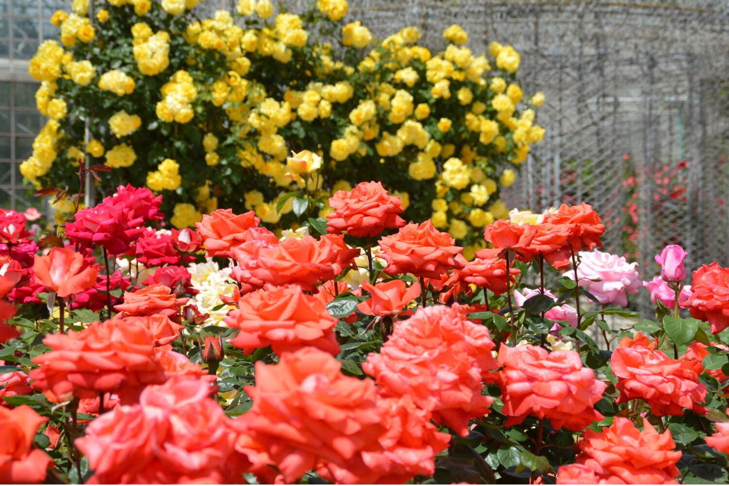 「春のローズフェスタ」