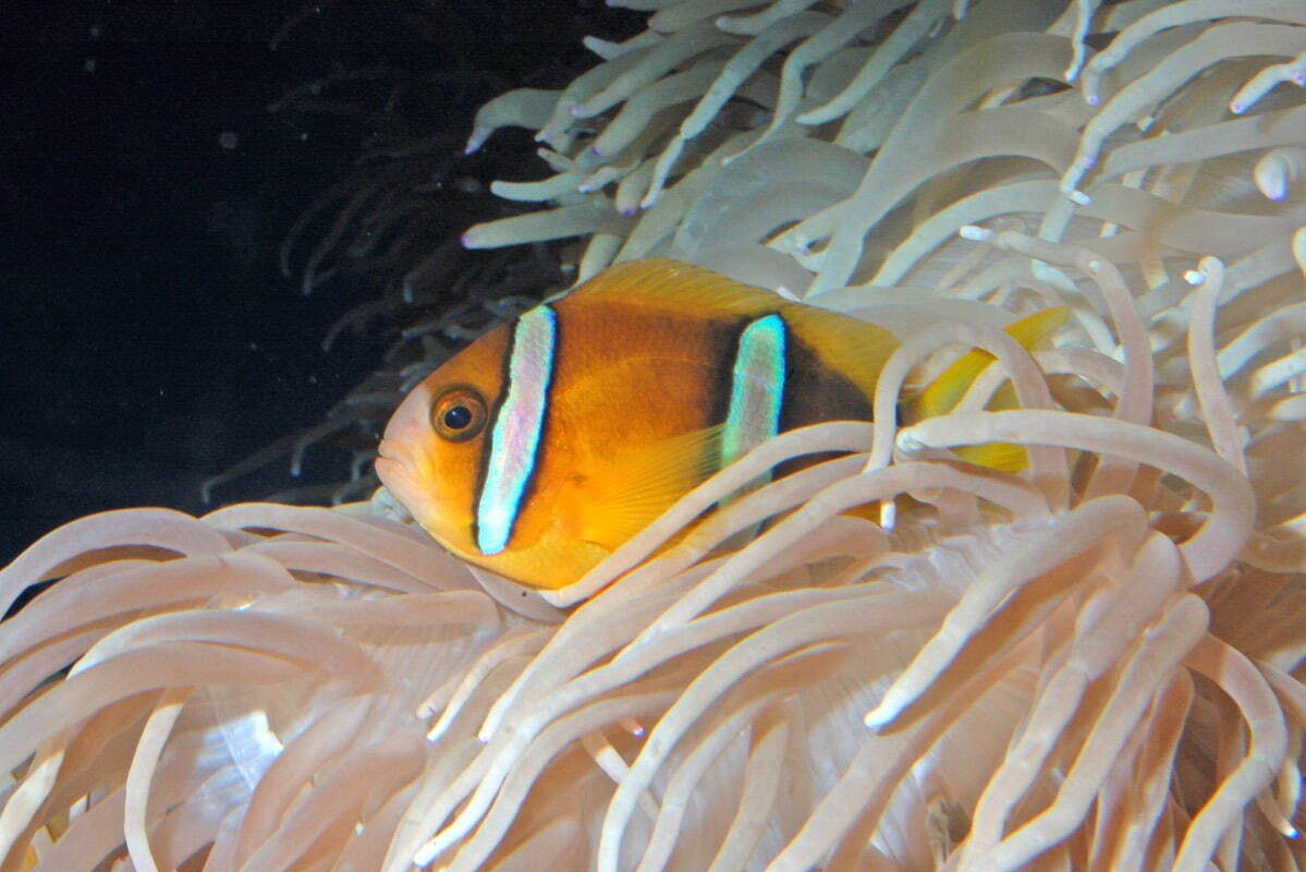 新江ノ島水族館“紫陽花×海の生き物たち”のコラボイベント、幻想的な光の演出＆あじさいドリンク｜写真4