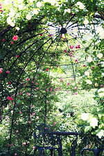 「ラベンダー＆ローズフェア」神戸布引ハーブ園／ロープウェイで、ハーブ約100種が揃うガイドツアーも｜写真4