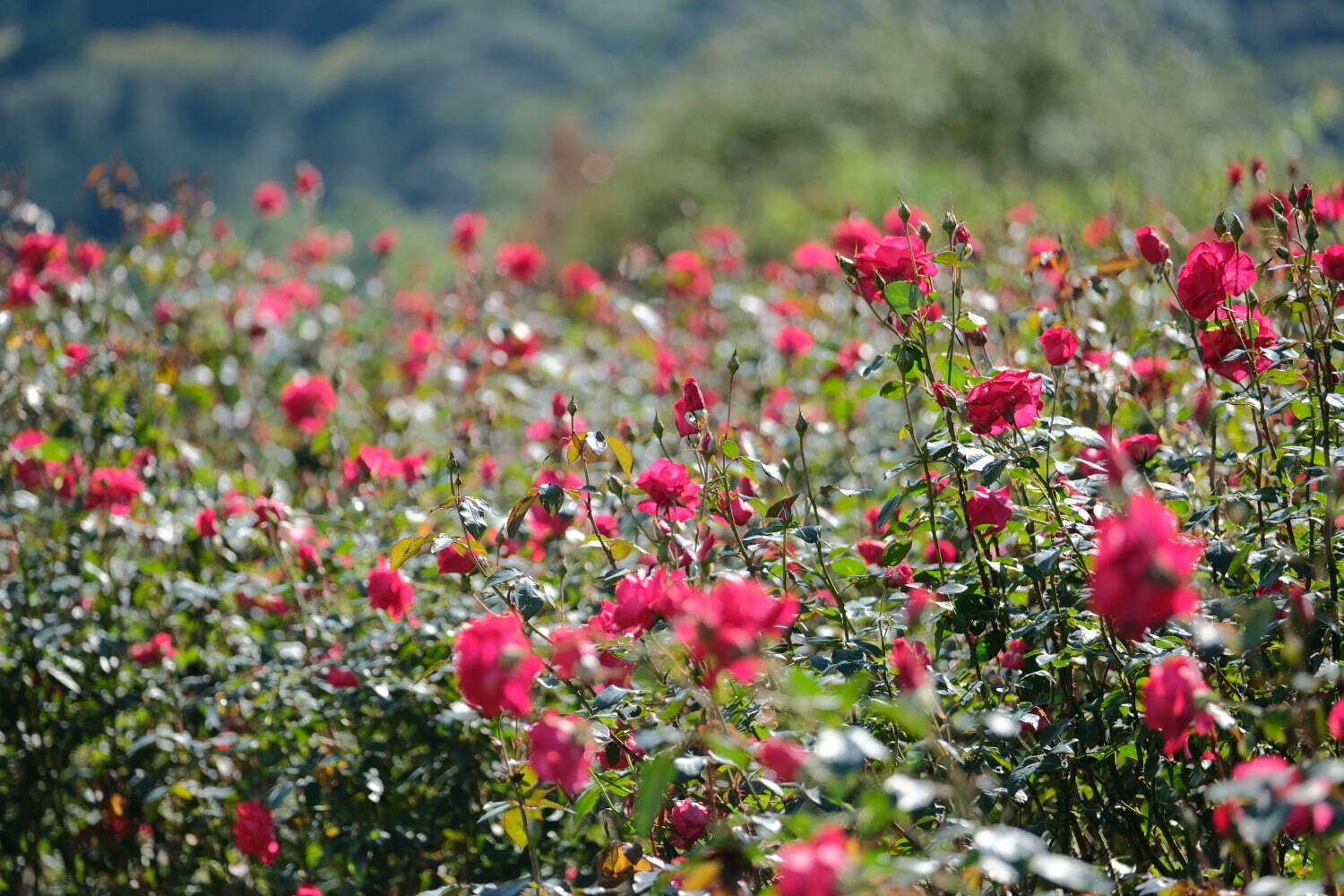 「いばらきフラワーパーク」の春バラシーズン、900品種9000株が園内を彩る国内屈指のローズガーデン｜写真9